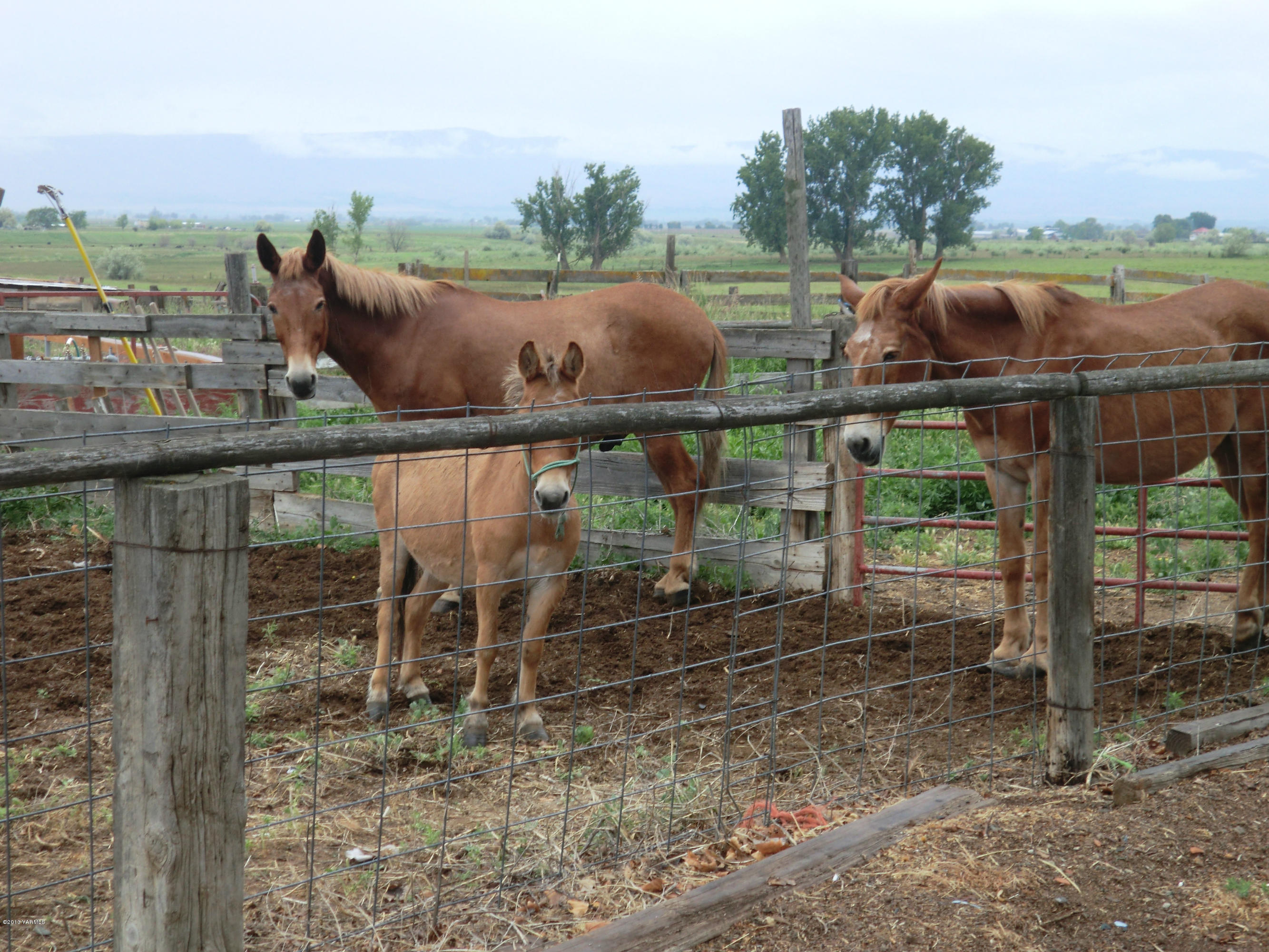 1030 Shields Road Wapato, WA 98951 - Photo 14 of 32 010
