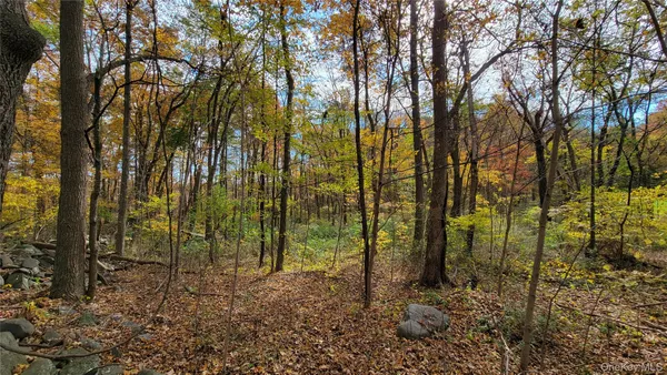 a view of a forest filled with trees