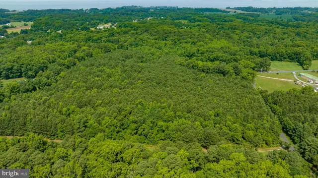 a view of a lush green forest with trees and grass