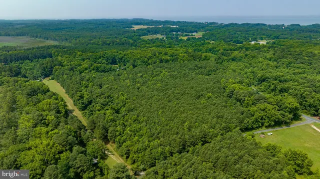 a view of a lush green forest with lots of trees