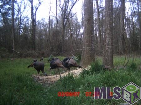 46402 Laurel Ridge Road St. Amant, LA 70774 - Photo 3 of 5 Gallery Image 3