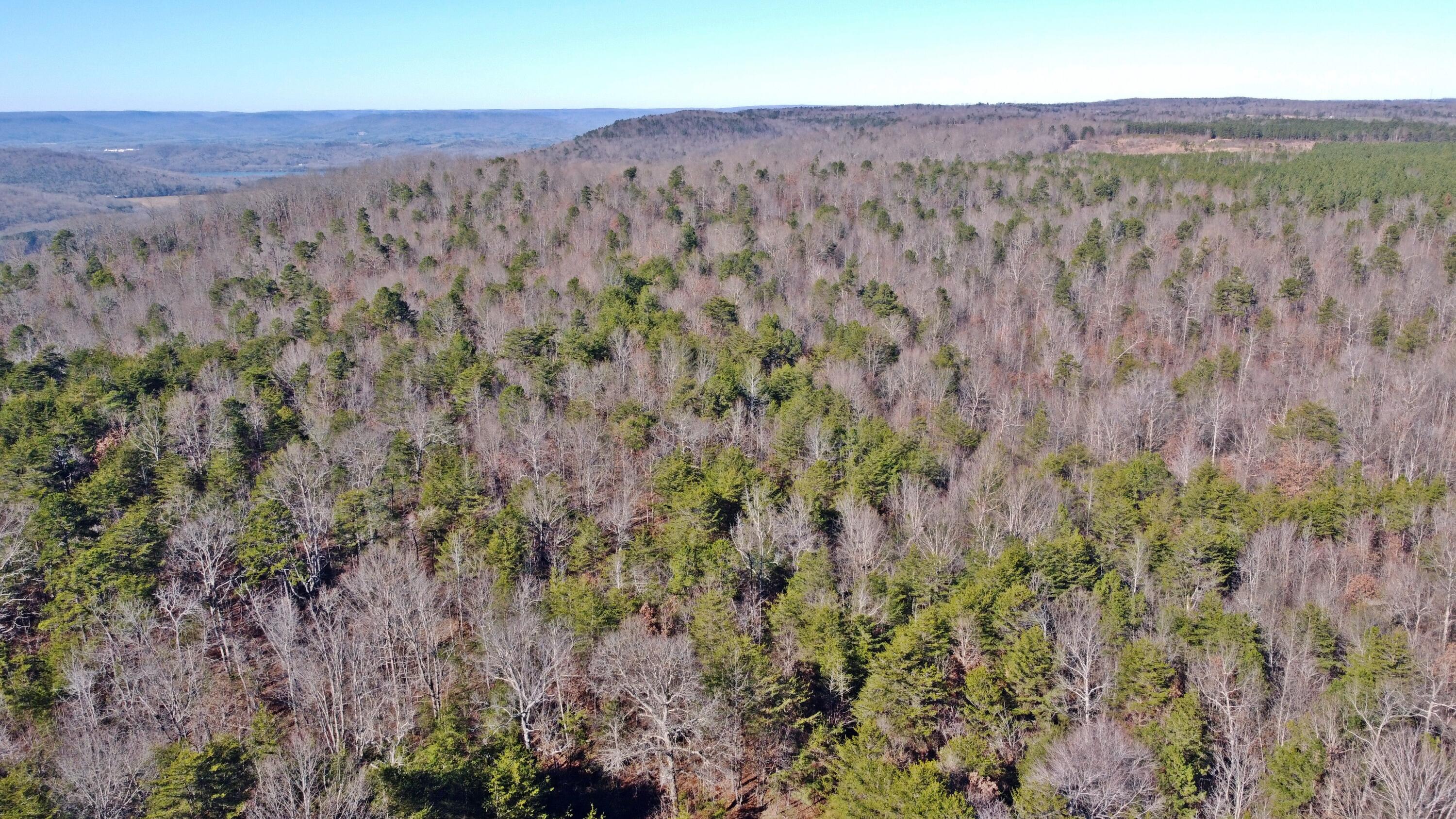 0 Co Road Bryant, AL 35958 - Photo 16 of 30 DJI_0917
