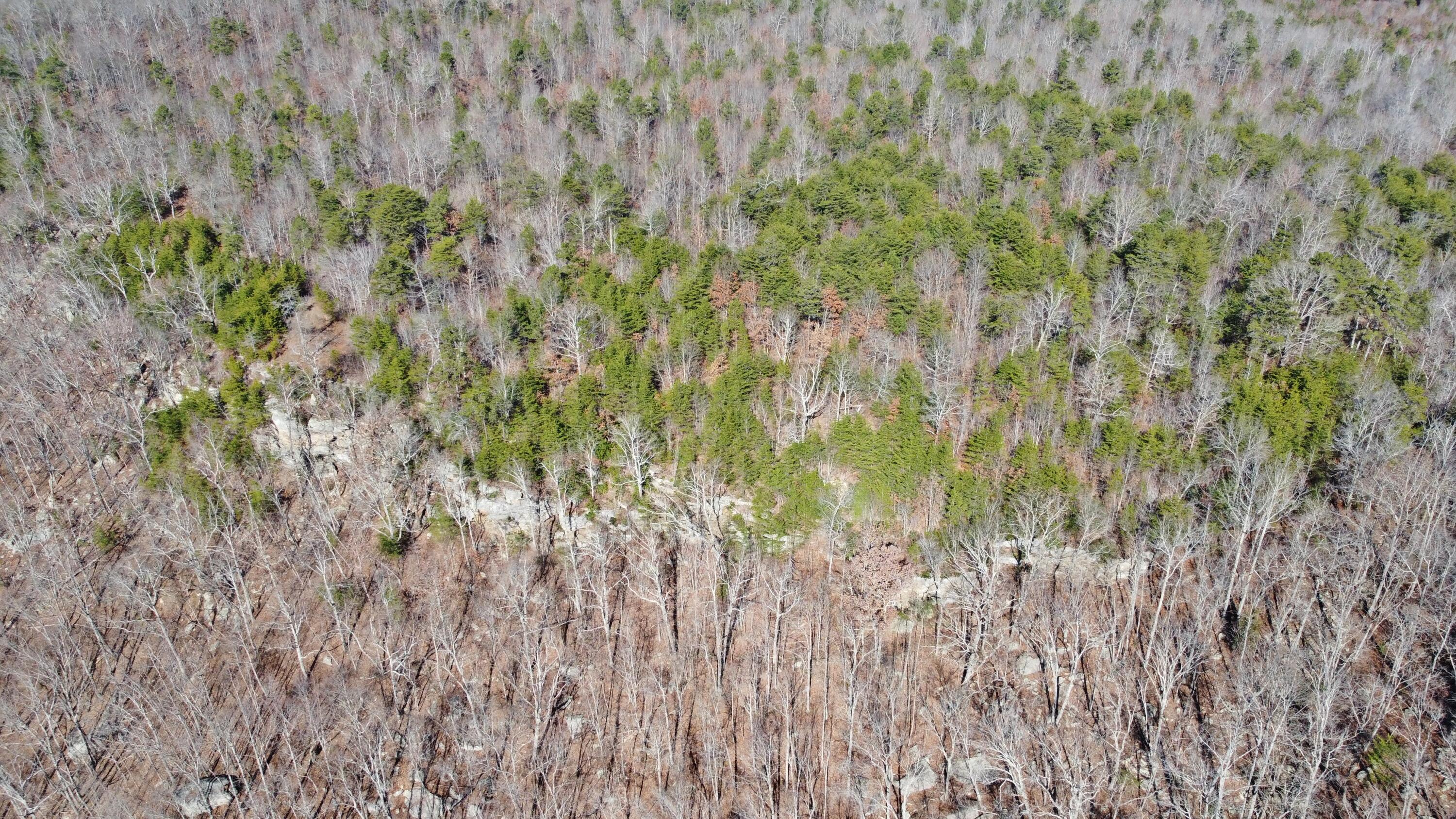 0 Co Road Bryant, AL 35958 - Photo 3 of 30 DJI_0901
