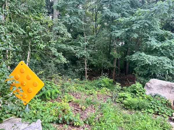 a view of a backyard with a tree