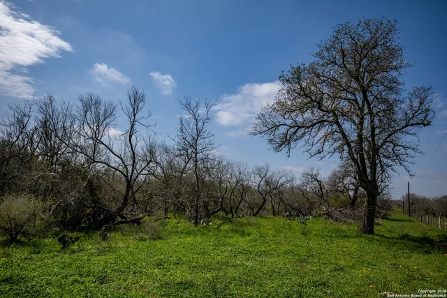 a view of a field with large trees