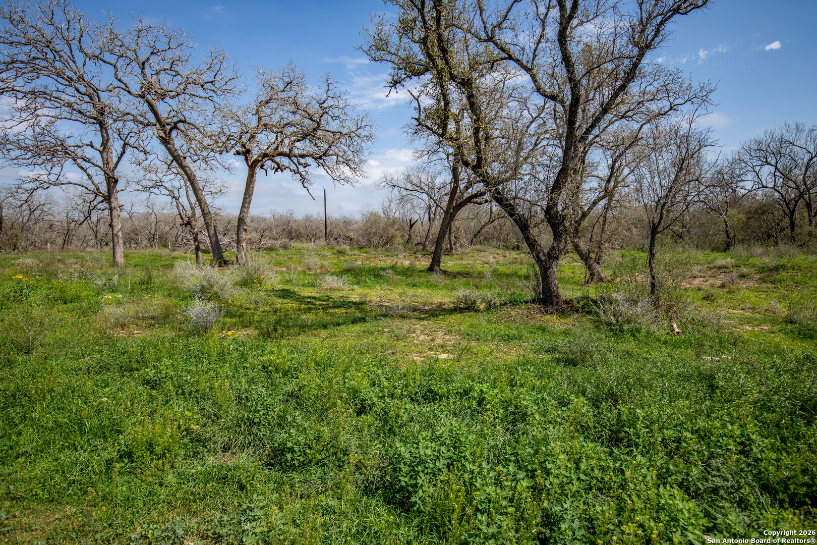 0 Felix Road St. Hedwig, TX 78152 - Photo 36 of 41 a view of a yard with a tree