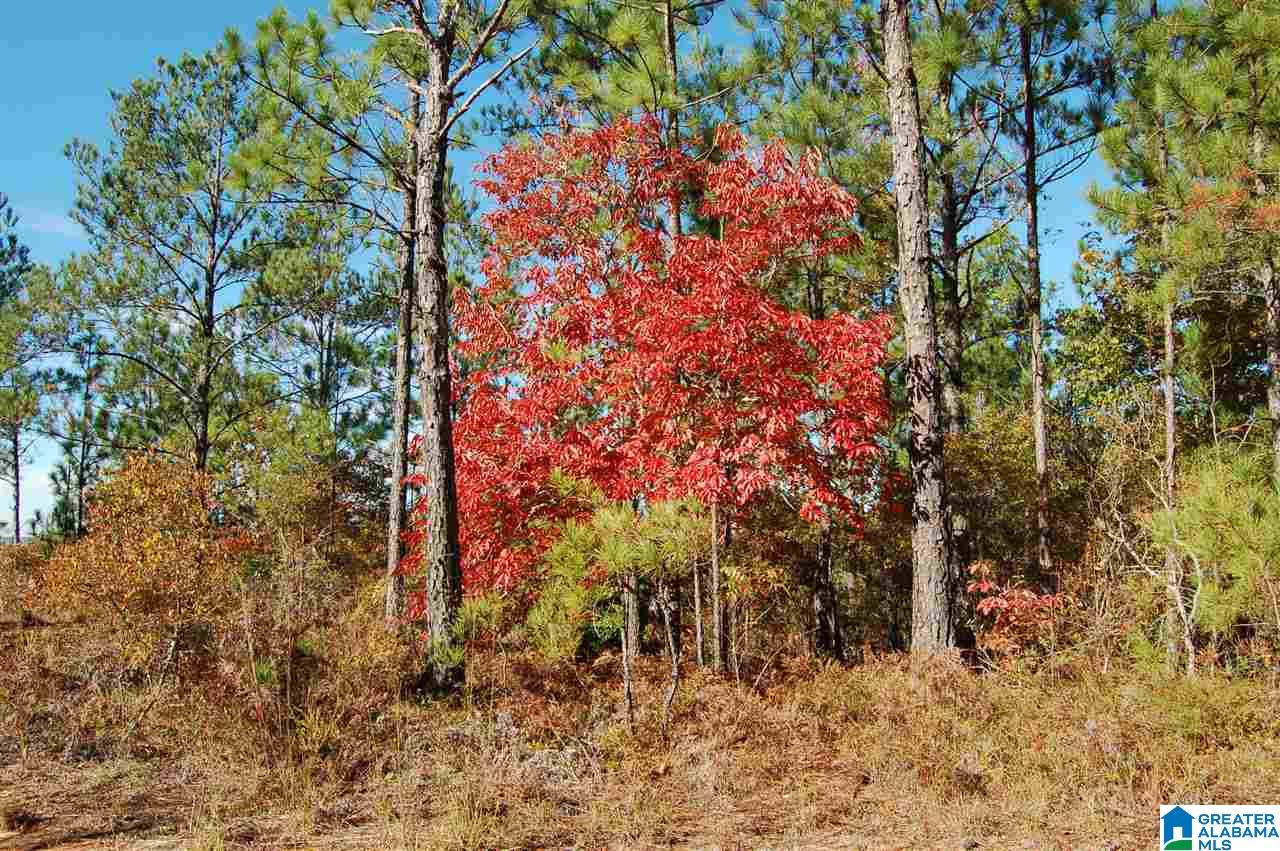 22.49-acres Double Branch Road, Unit 22 49 ACRES Marion, AL 36756 - Photo 25 of 30