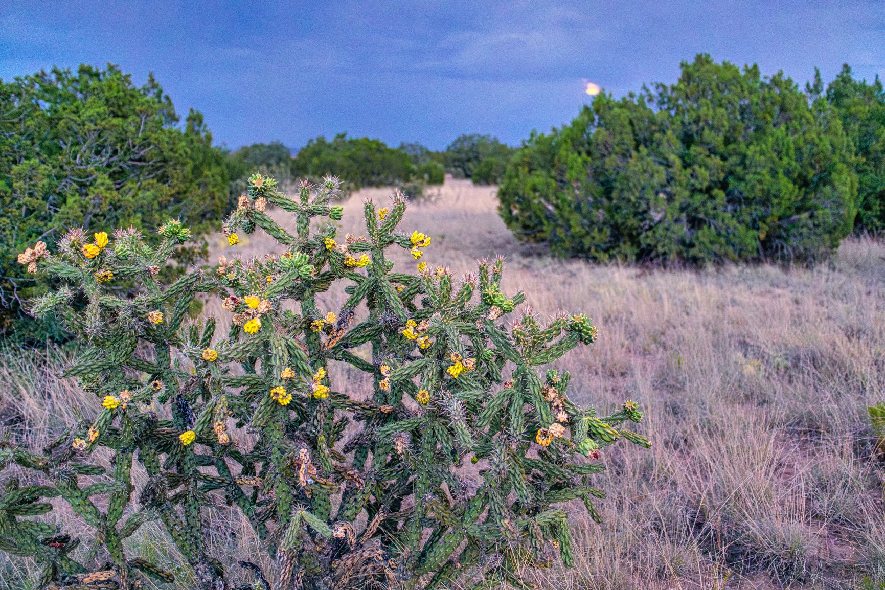 509 Gold Mine Road Cerrillos, NM 87010 - Photo 13 of 20