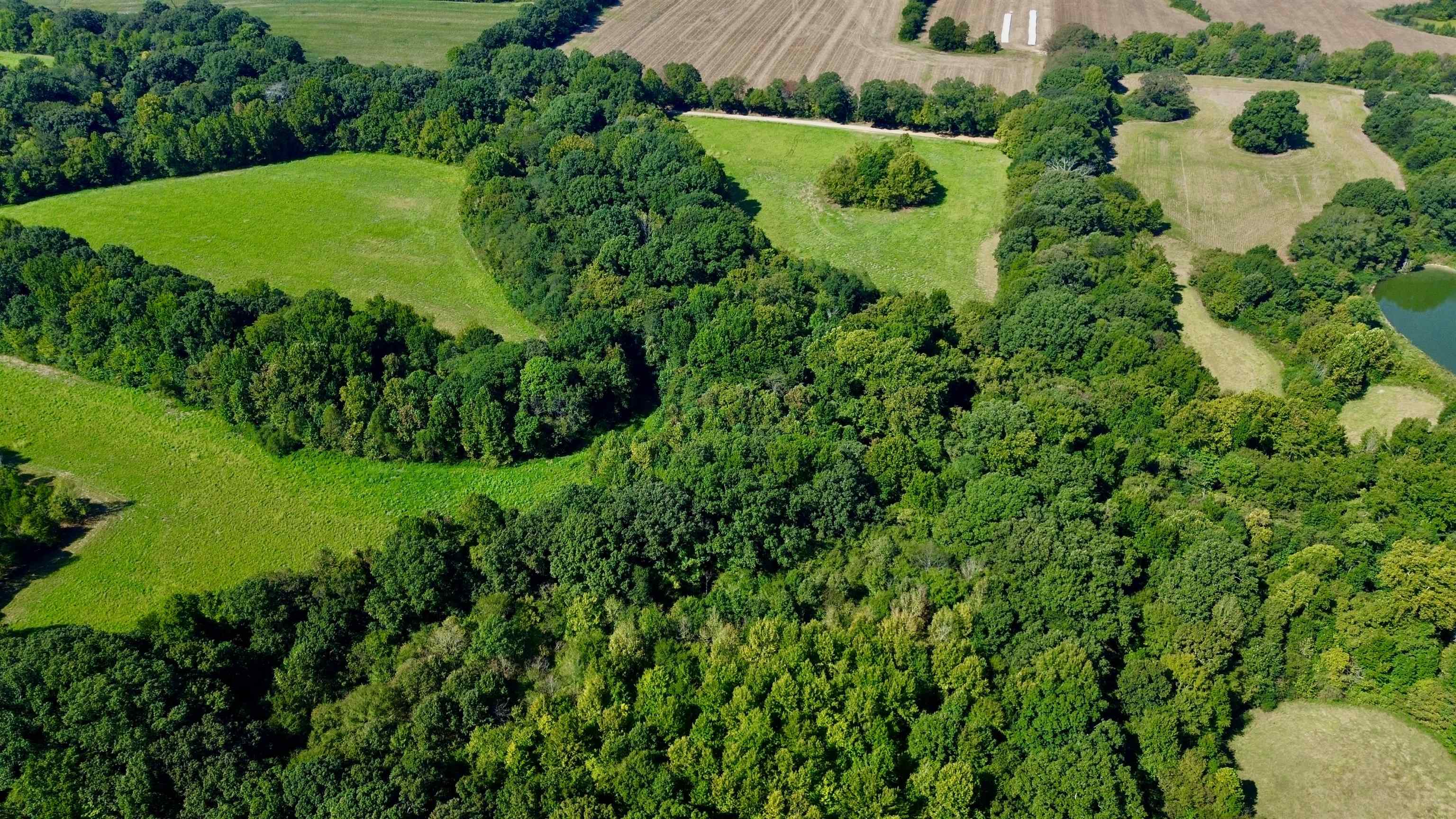 21.10-acres Terry Road Somerville, TN 38068 - Photo 10 of 18 Gallery Image 10