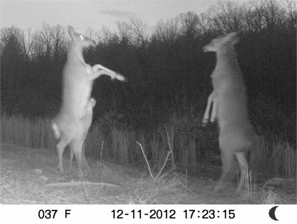 0 Mt Pleasant Road Boydton, VA 23924 - Photo 8 of 11 chase city 26