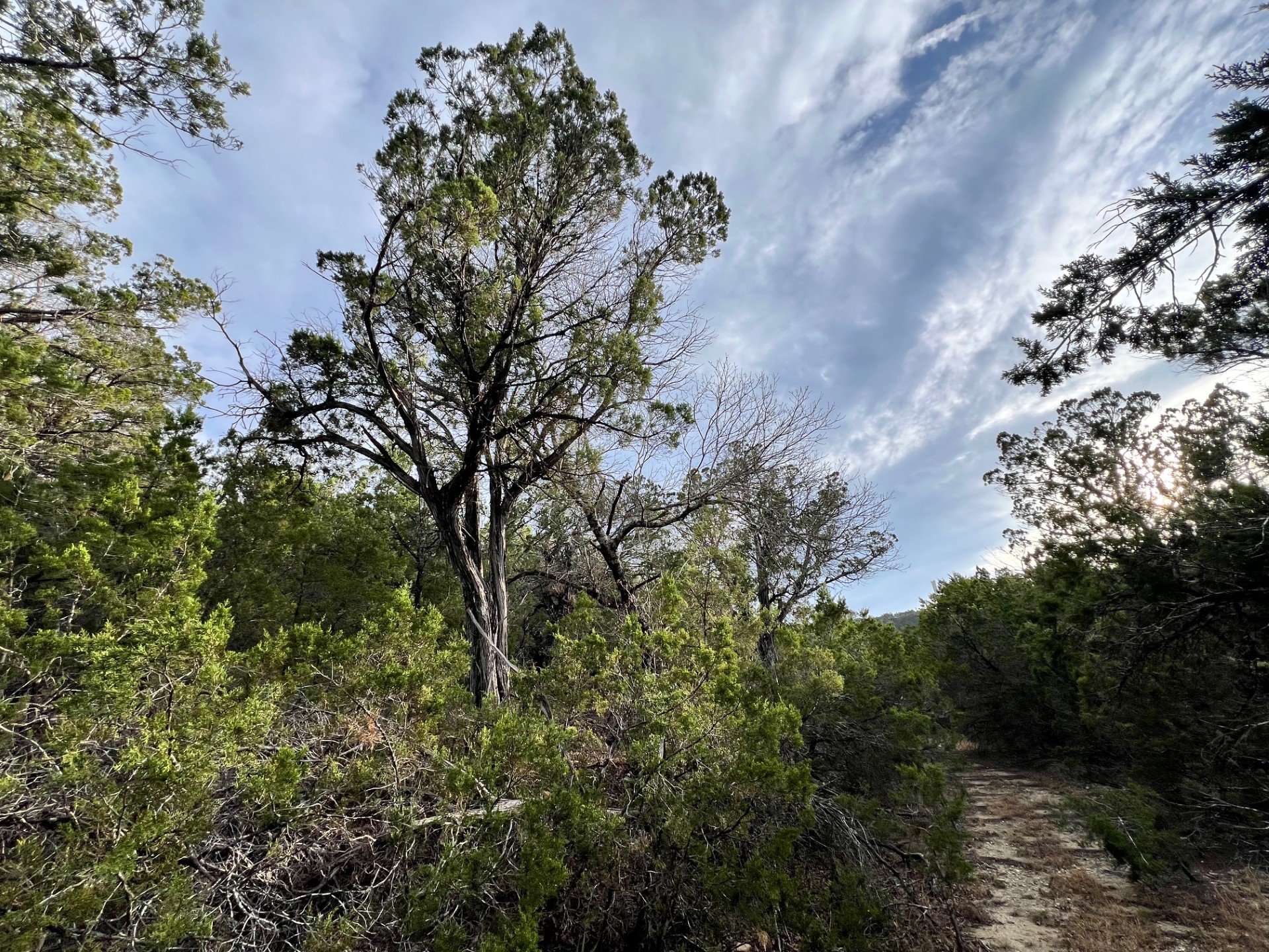 Tbd West Reed Park Road Jonestown, TX 78645 - Photo 13 of 14 a picture of trees with outside view