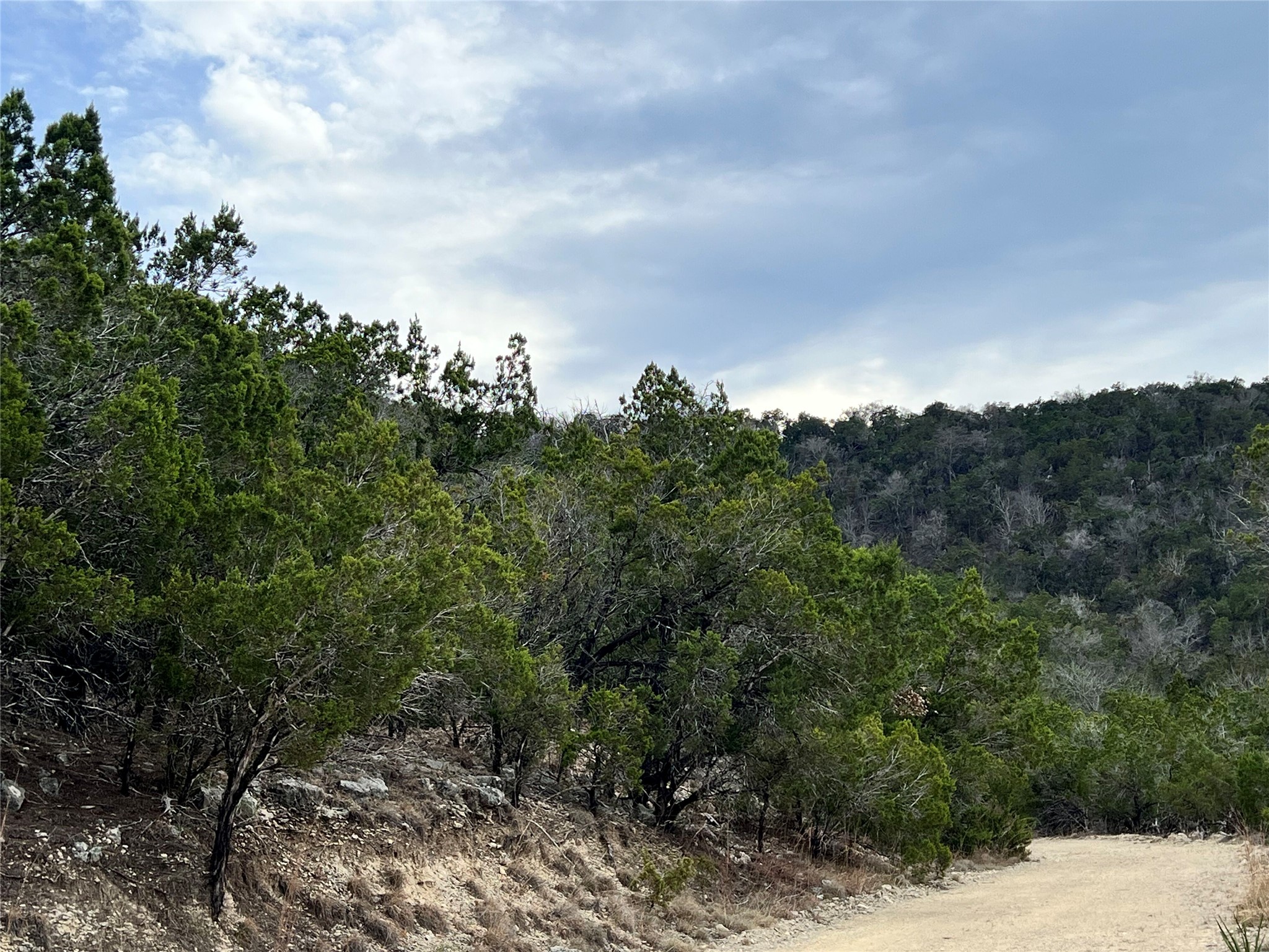 Tbd West Reed Park Road Jonestown, TX 78645 - Photo 8 of 14 a view of a bunch of trees in a field