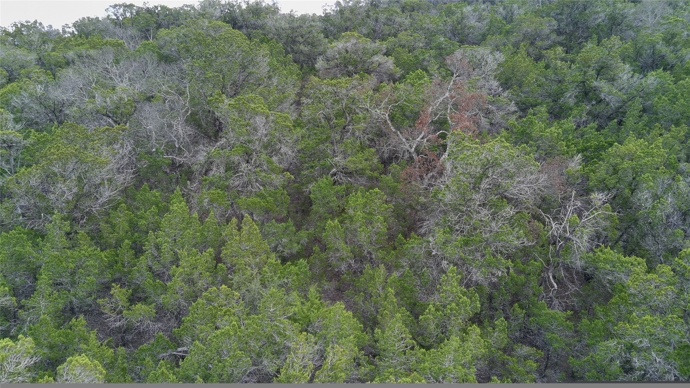 Tbd West Reed Park Road Jonestown, TX 78645 - Photo 9 of 14 a view of a forest with lots of trees
