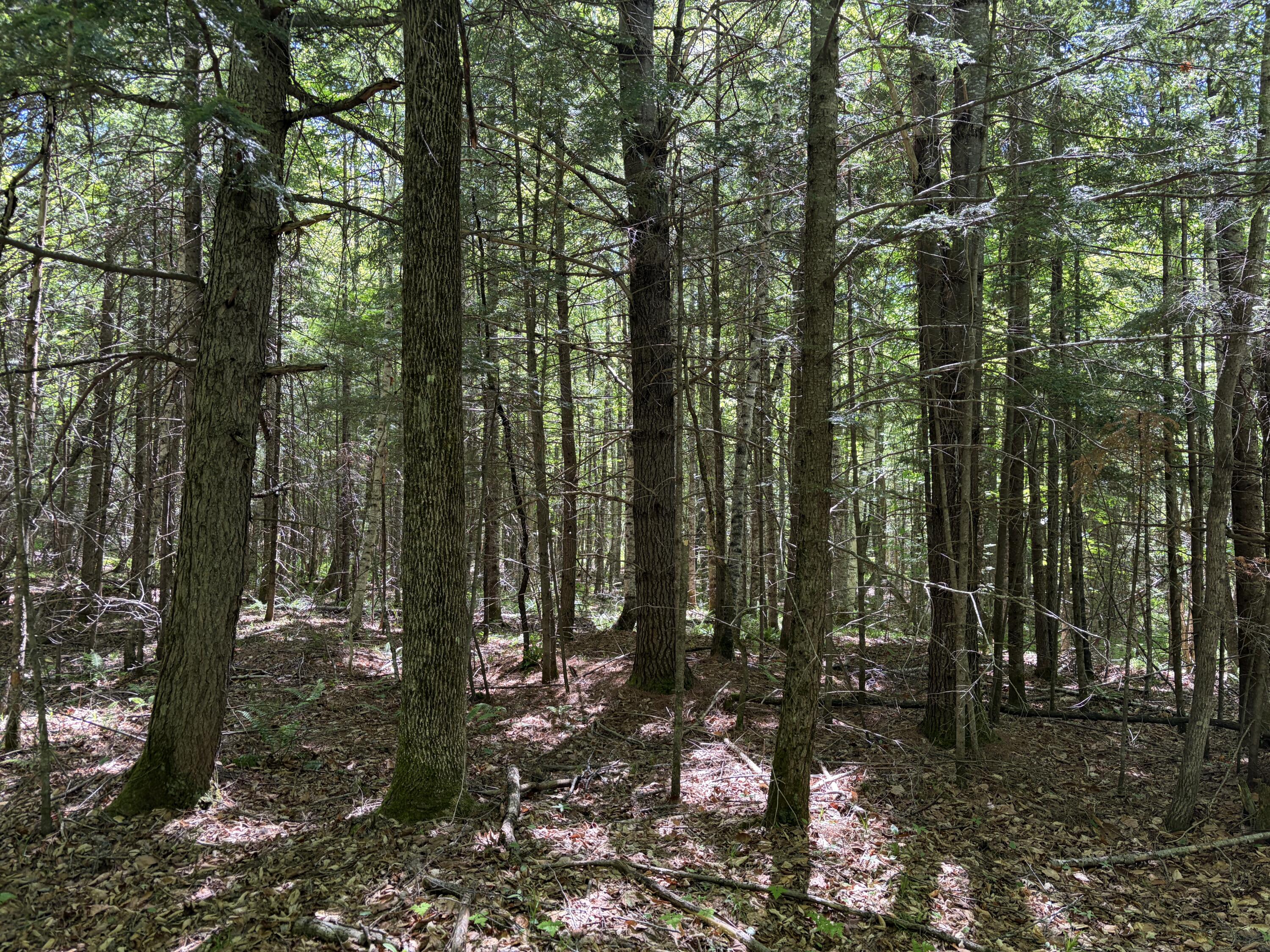 Lot 1 Holley Road Farmington, ME 04938 - Photo 6 of 12 IMG_7968