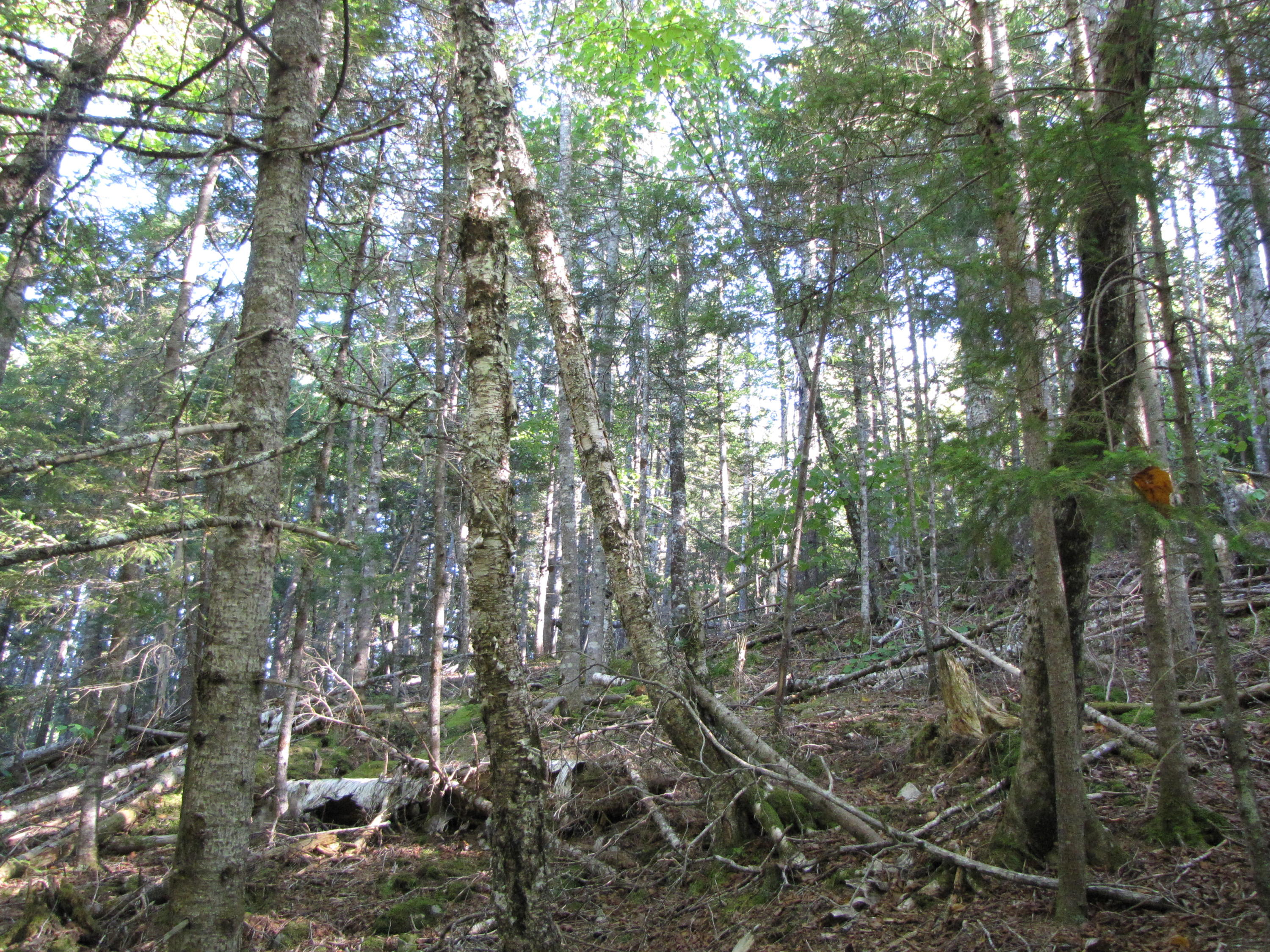 Lot 28 Halls Mills Road Whiting, ME 04691 - Photo 18 of 29 IMG_1137