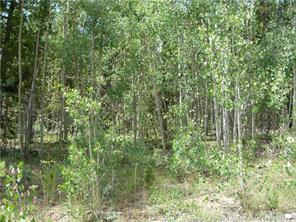 172 Beaver Ridge Road Fairplay, CO 80440 - Photo 9 of 23 Gallery Image 9