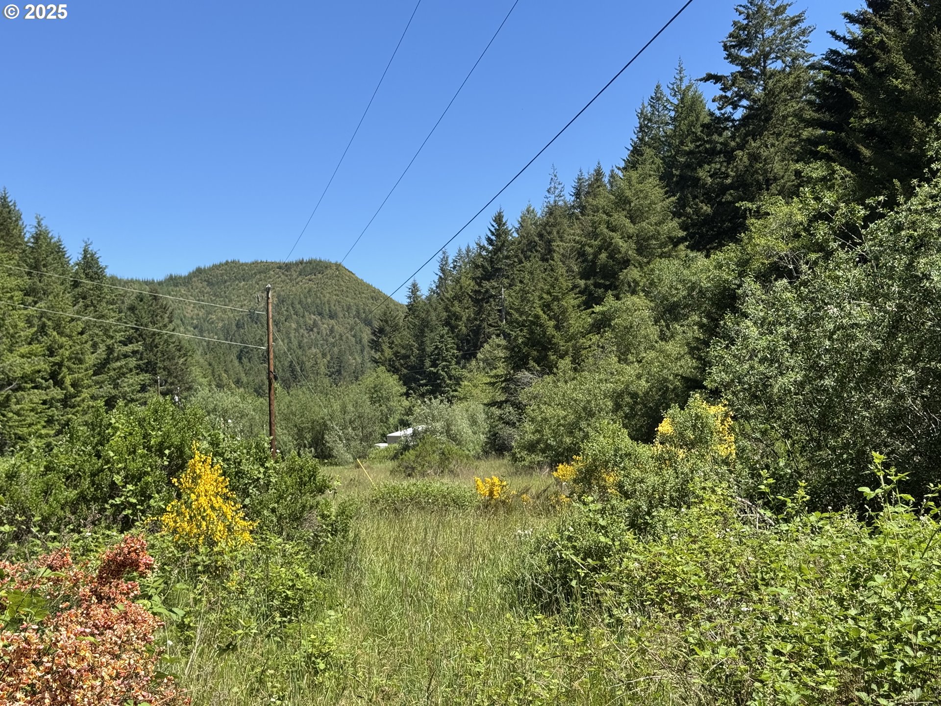 a view of a green field with lots of bushes