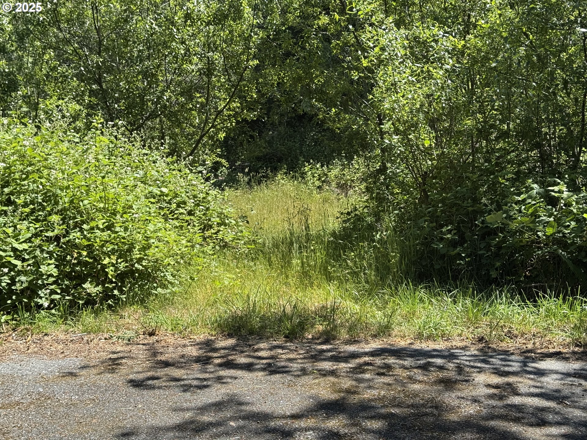 Cedar Valley Road Gold Beach, OR 97444 - Photo 2 of 10 a view of backyard