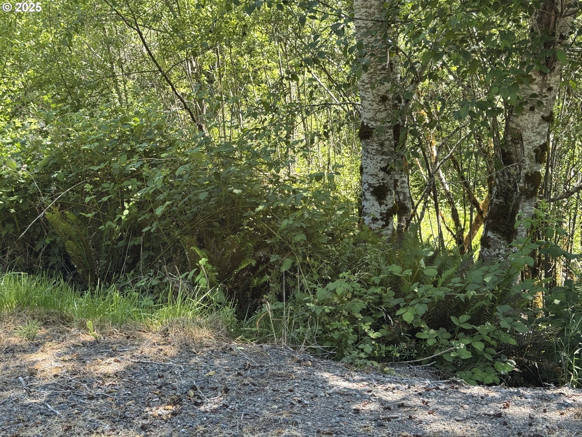 Cedar Valley Road Gold Beach, OR 97444 - Photo 4 of 10 a view of a forest