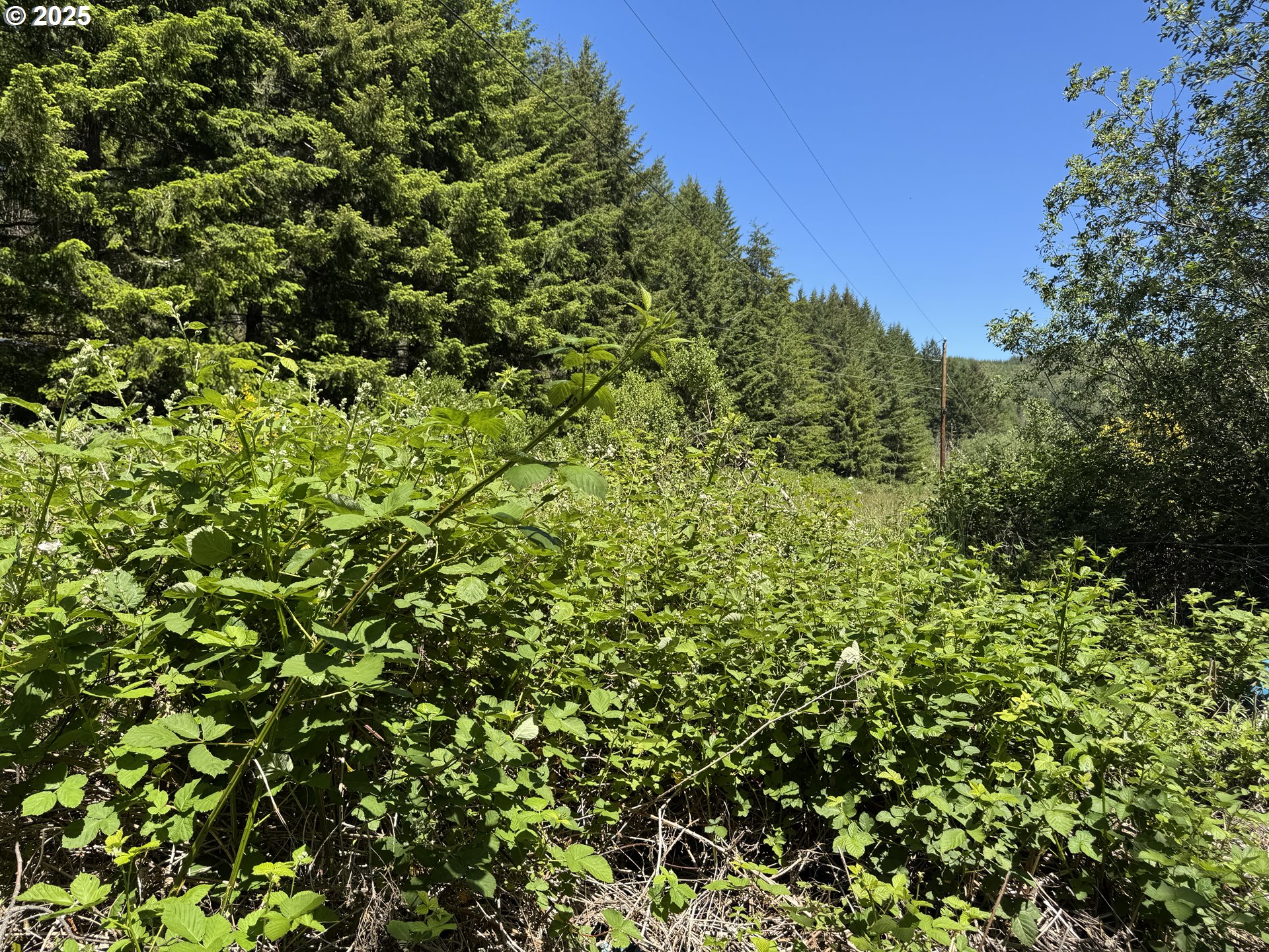Cedar Valley Road Gold Beach, OR 97444 - Photo 7 of 10 a view of a lush green field