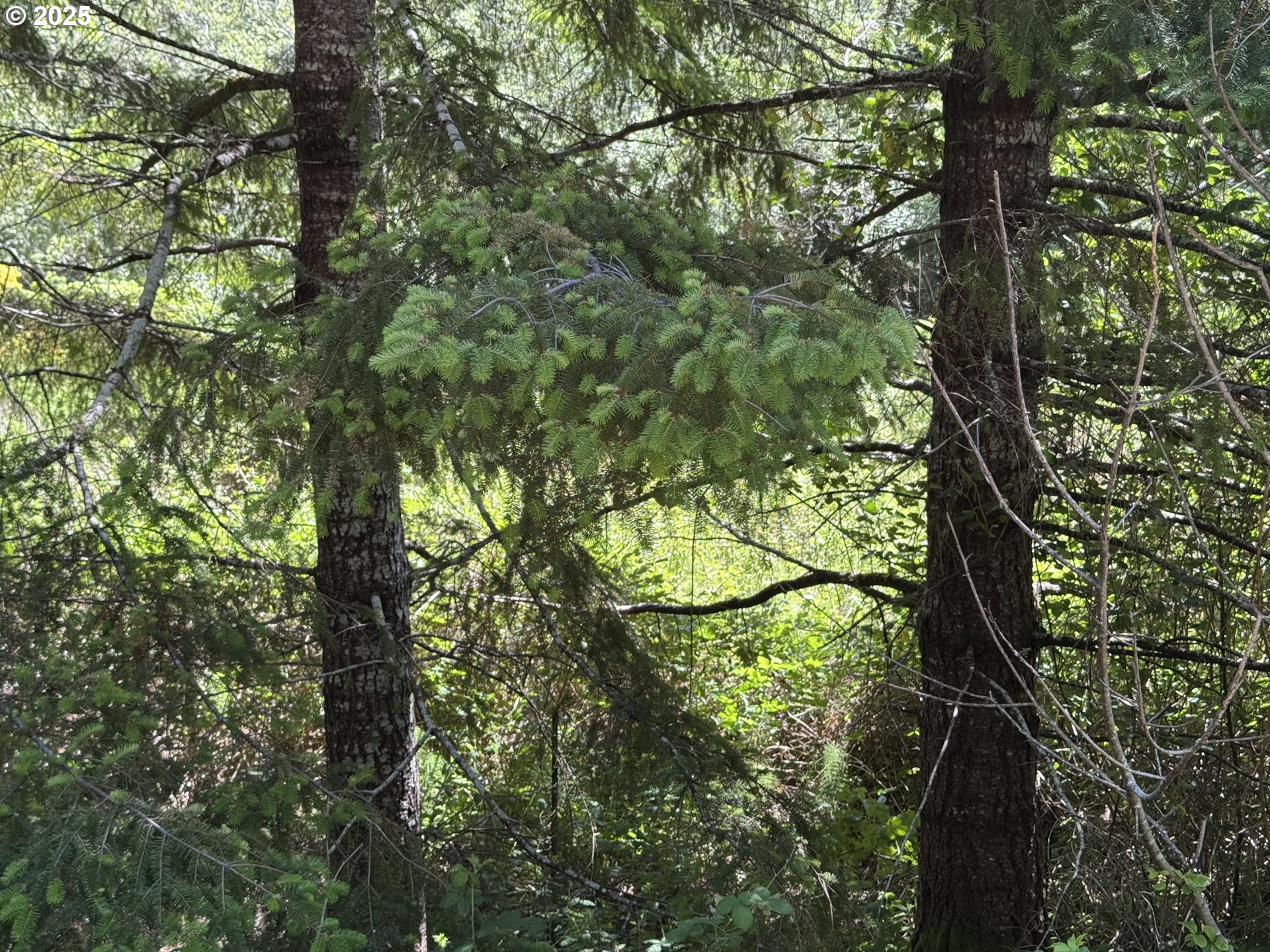 Cedar Valley Road Gold Beach, OR 97444 - Photo 8 of 10 a view of a tree