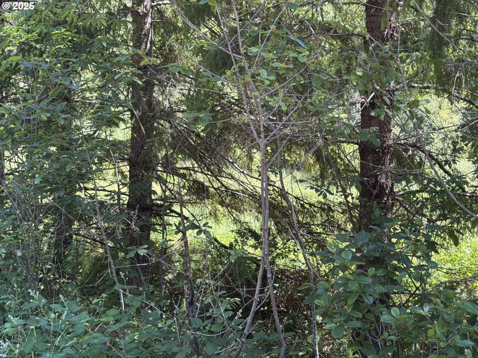 Cedar Valley Road Gold Beach, OR 97444 - Photo 9 of 10 a view of a tree in a yard