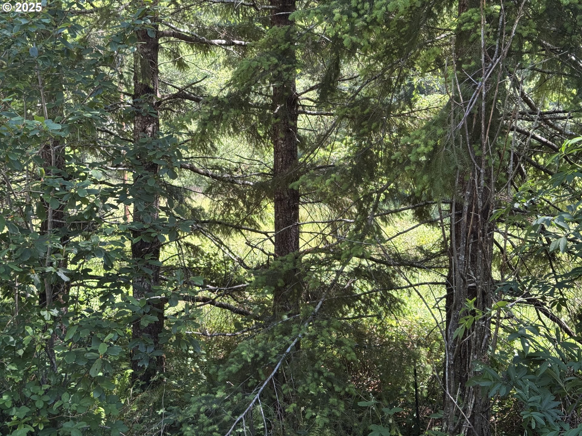 Cedar Valley Road Gold Beach, OR 97444 - Photo 10 of 10 a view of tree