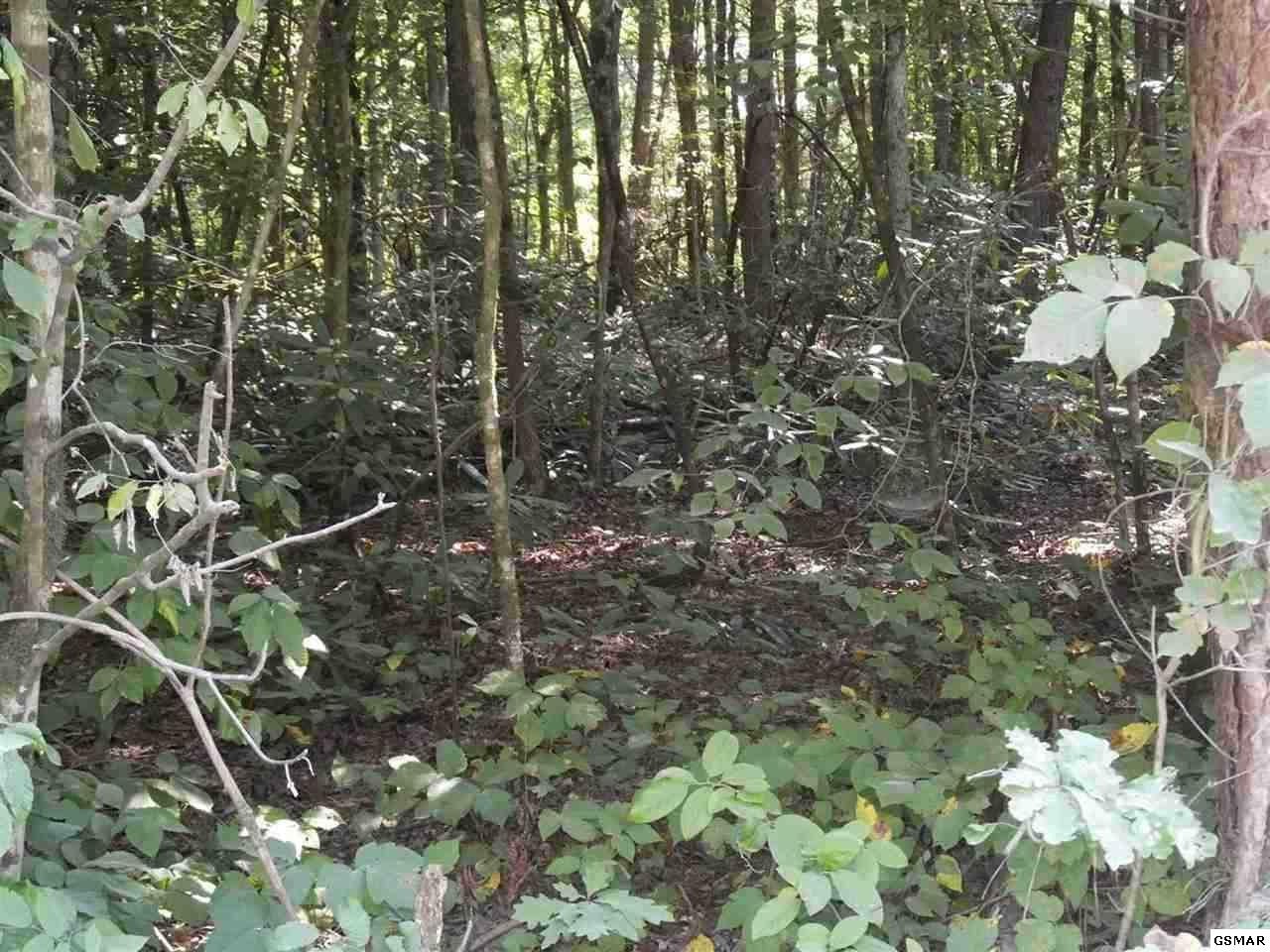 21 Deerfoot Road Cosby, TN 37722 - Photo 2 of 17 Gallery Image 2