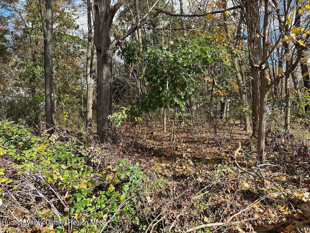 0 Taft Road, Unit LOT 204 Copake, NY 12516 - Photo 2 of 9 a view of a yard with a tree