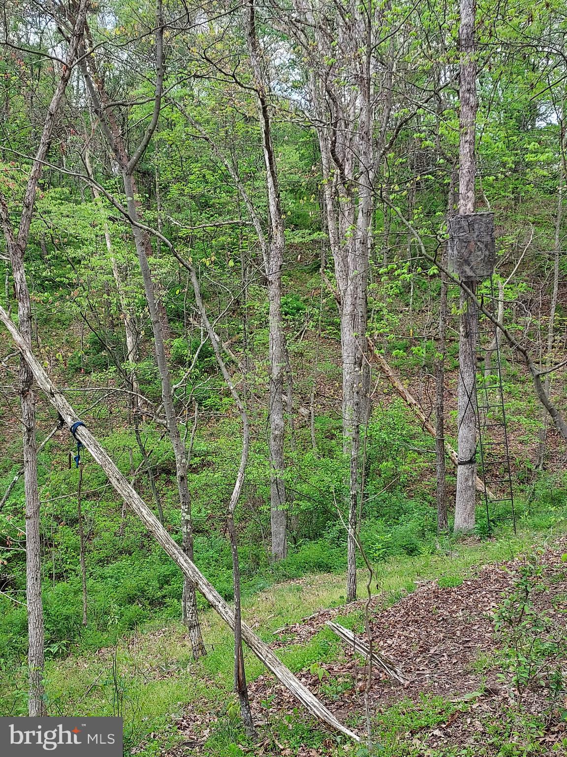 216 Garland Road Needmore, PA 17238 - Photo 29 of 38 a view of a lush green forest