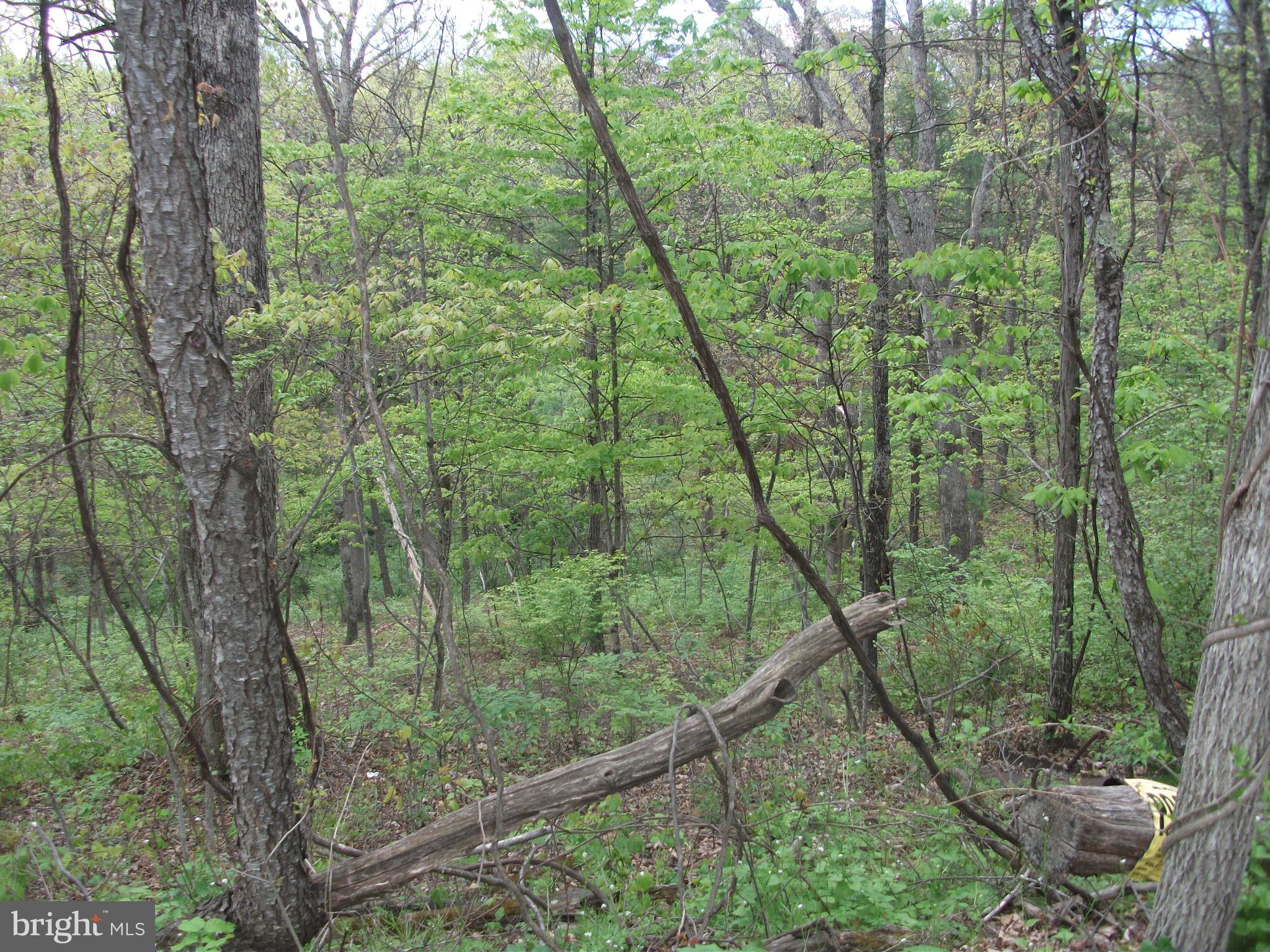 216 Garland Road Needmore, PA 17238 - Photo 32 of 38 a view of a forest with a trees