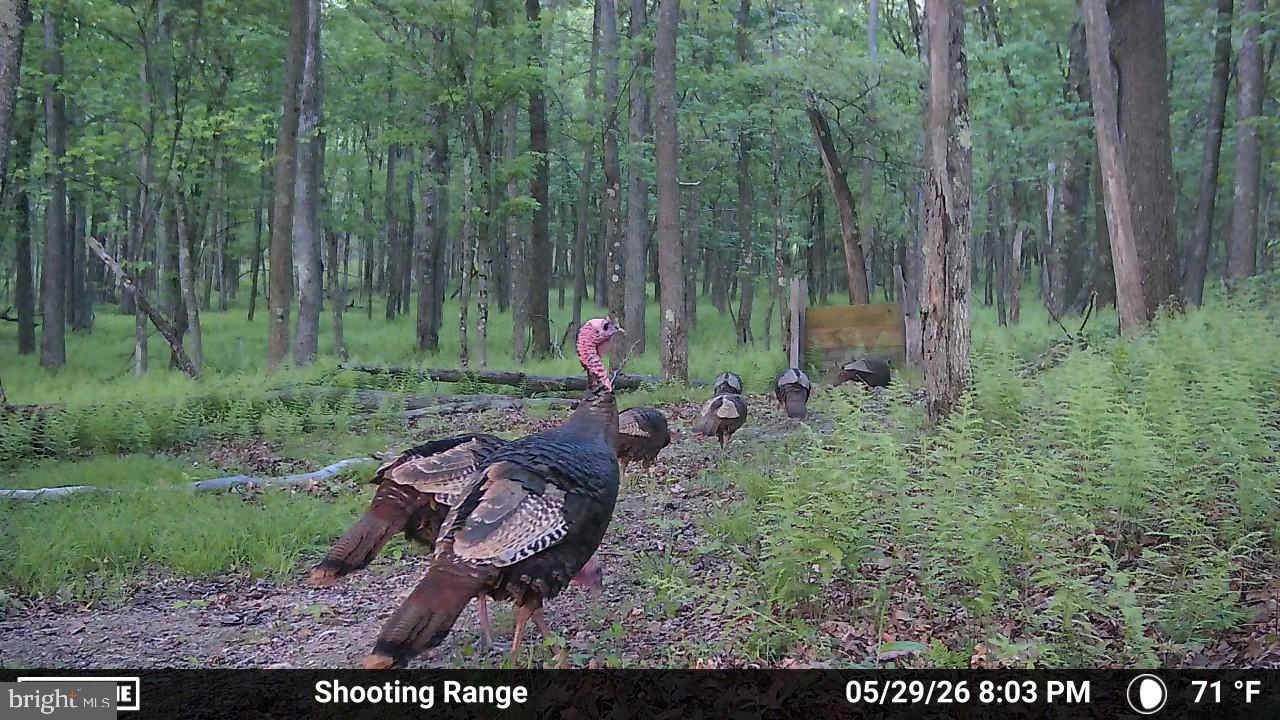 123 Rock Ridge Road Bellefonte, PA 16823 - Photo 24 of 25 Wild turkeys roam a lush forest.