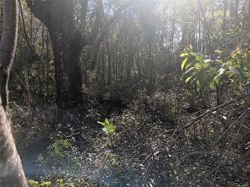 145 Palm Drive Bronson, FL 32621 - Photo 3 of 7 a view of a yard