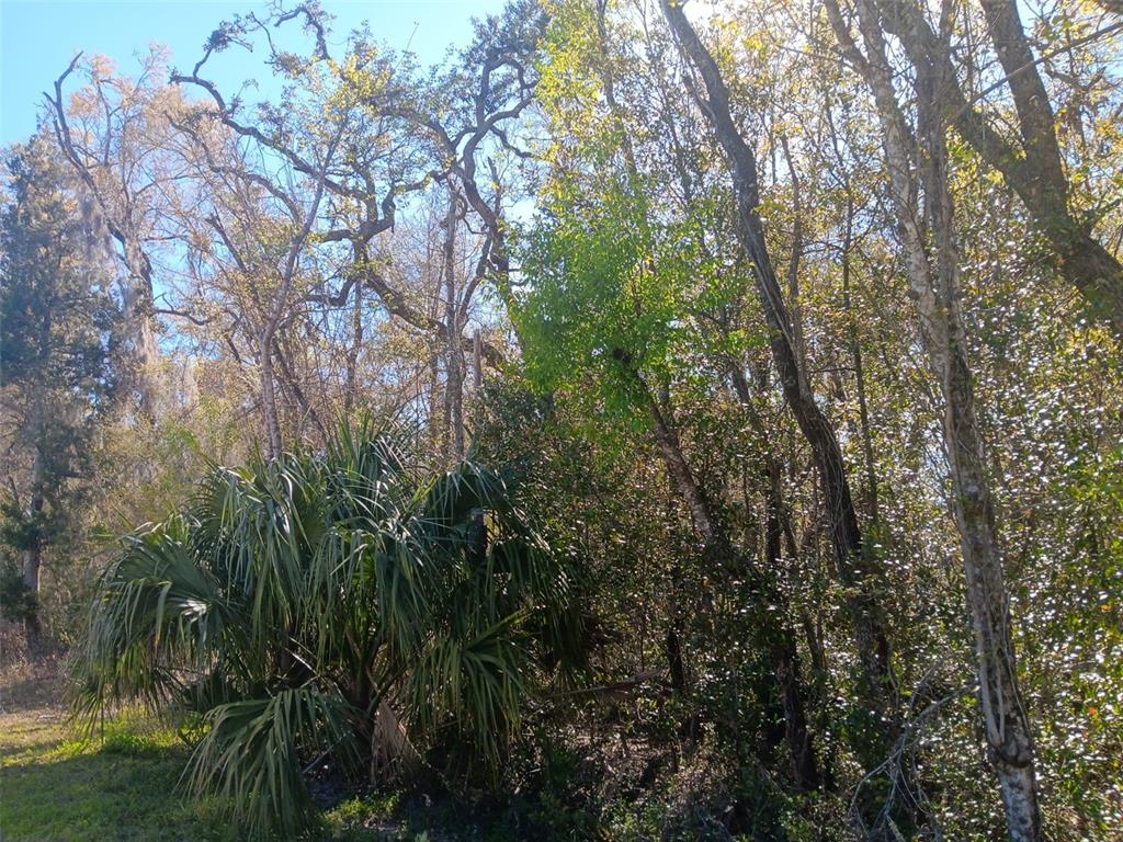 145 Palm Drive Bronson, FL 32621 - Photo 4 of 7 a view of a yard