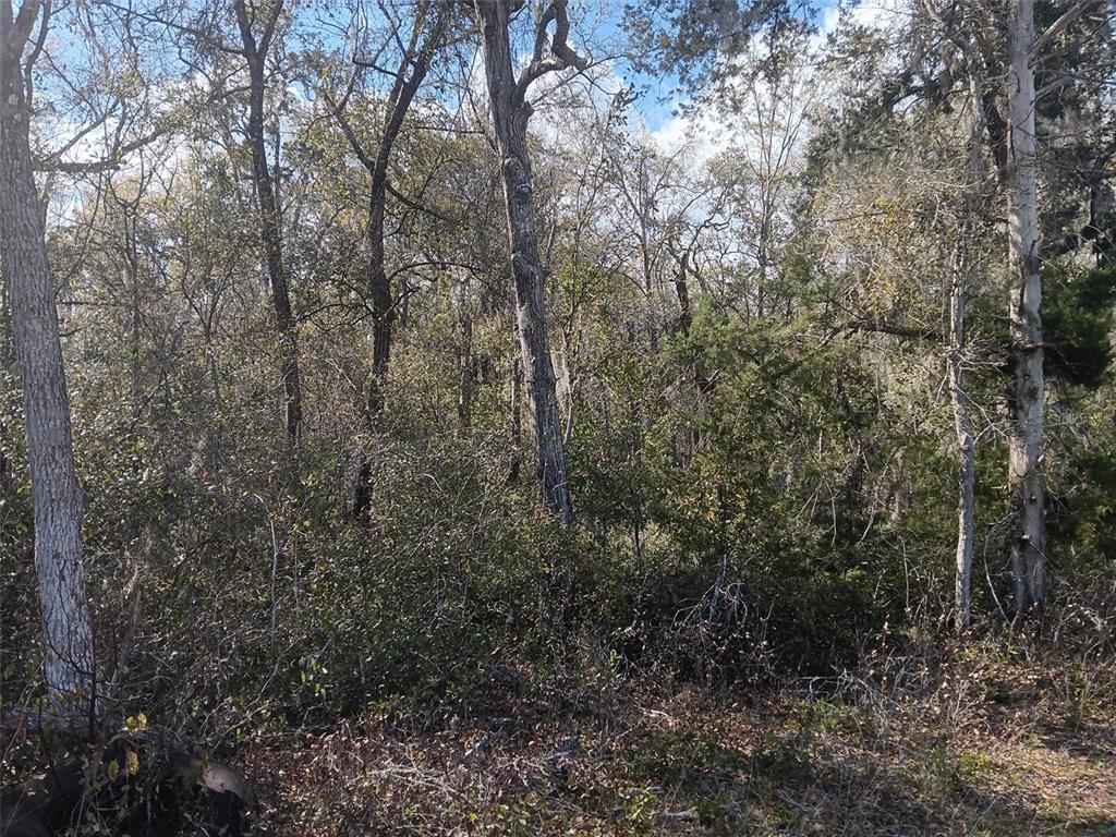145 Palm Drive Bronson, FL 32621 - Photo 6 of 7 a view of forest