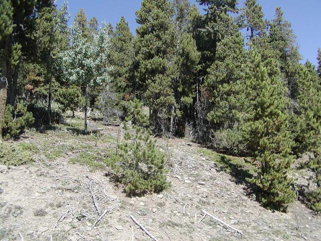 0 Lodgepole Circle Evergreen, CO 80439 - Photo 1 of 1 a view of outdoor space and trees