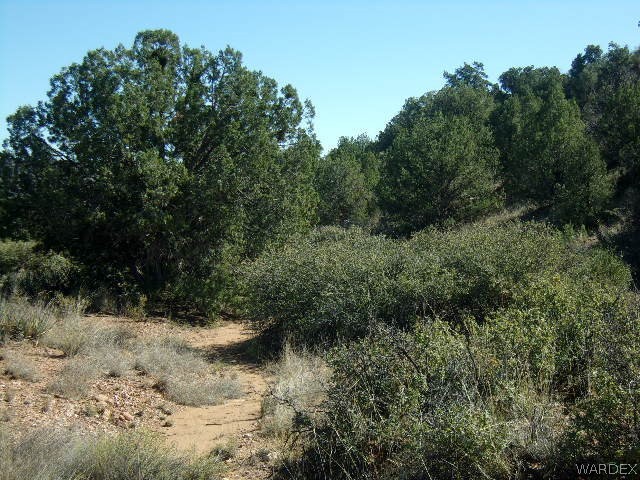Lot 626 Austin Road Kingman, AZ 86401 - Photo 5 of 15 a view of a forest with a tree