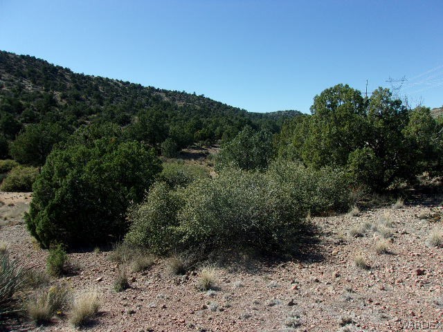 Lot 626 Austin Road Kingman, AZ 86401 - Photo 6 of 15 a view of a yard with a tree
