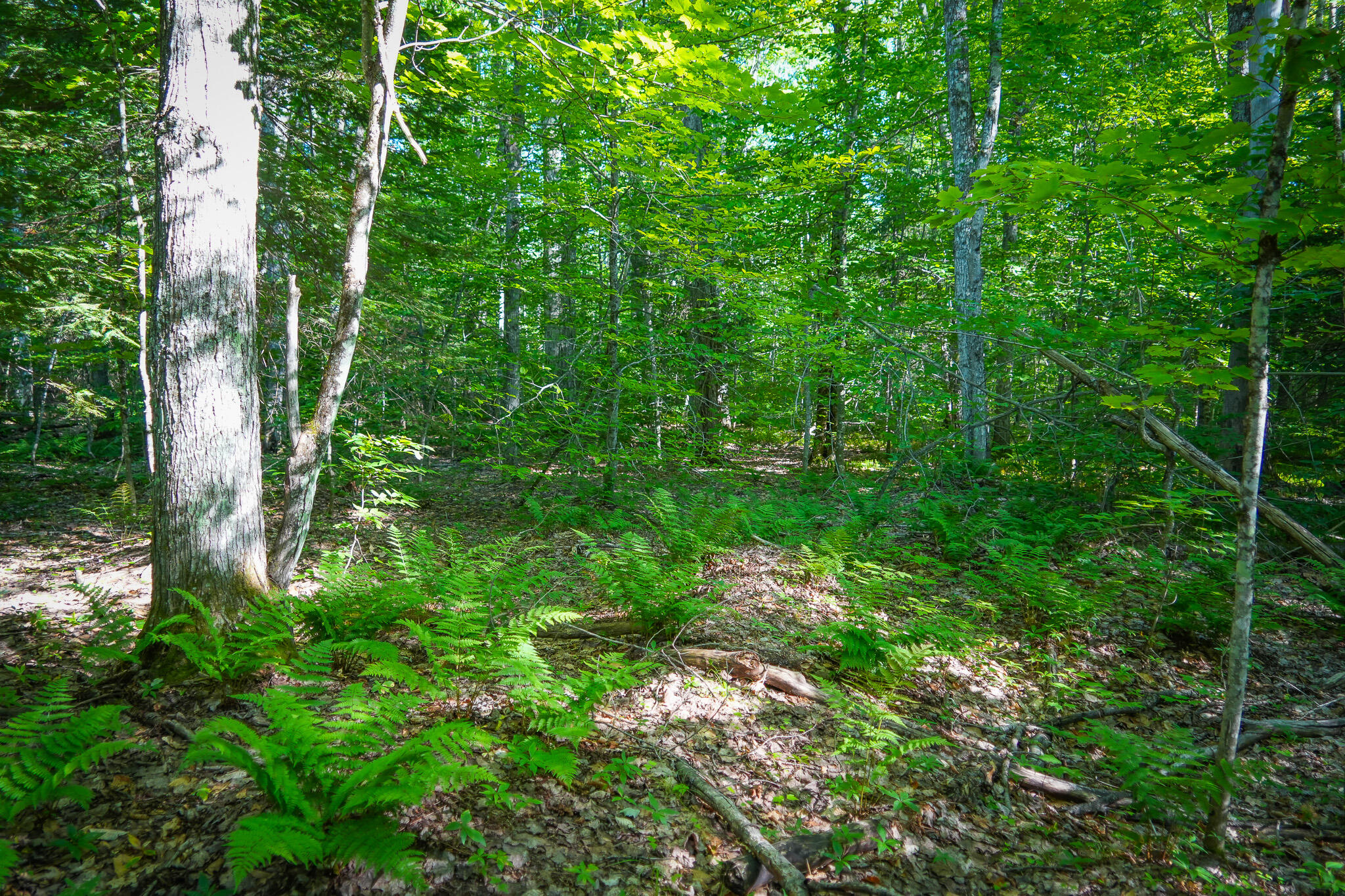 3505 Timber Lost Road Paradise, MI 49768 - Photo 39 of 63 DSC01372