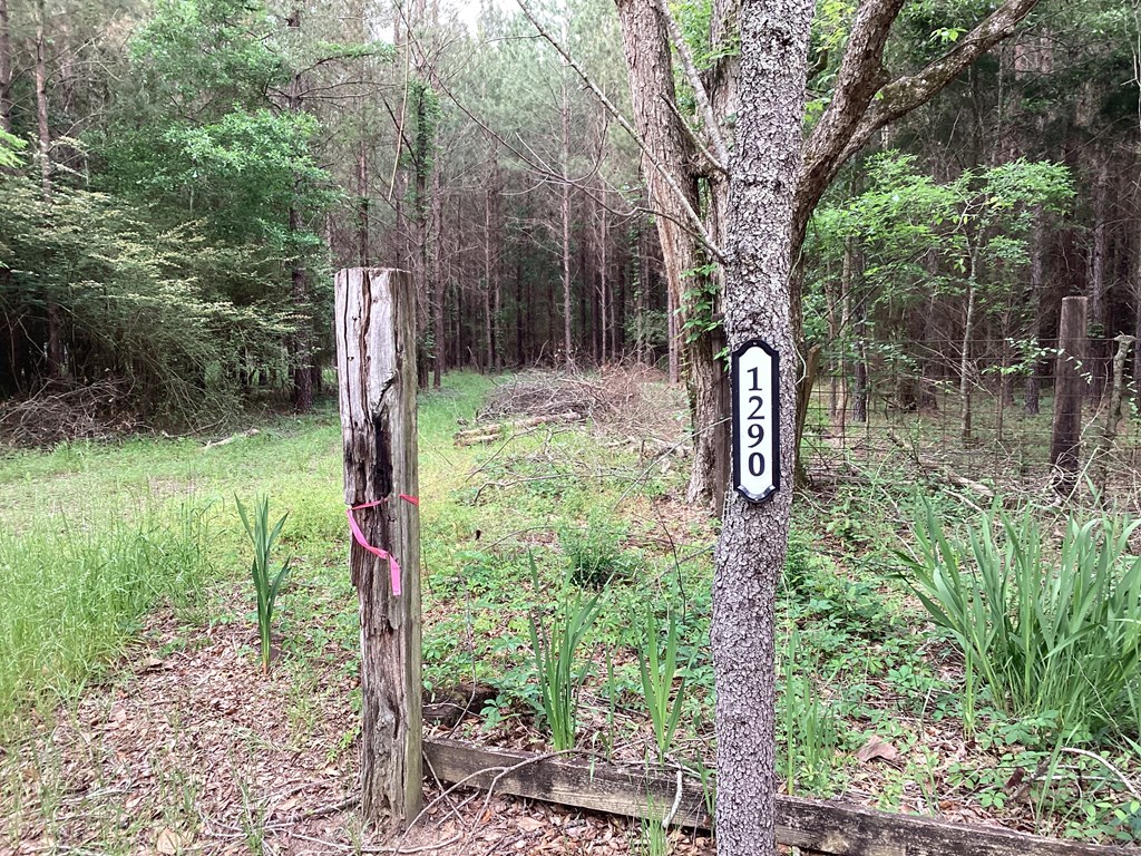 1290 Guy Branch Road Cottonwood, AL 36320 - Photo 3 of 20