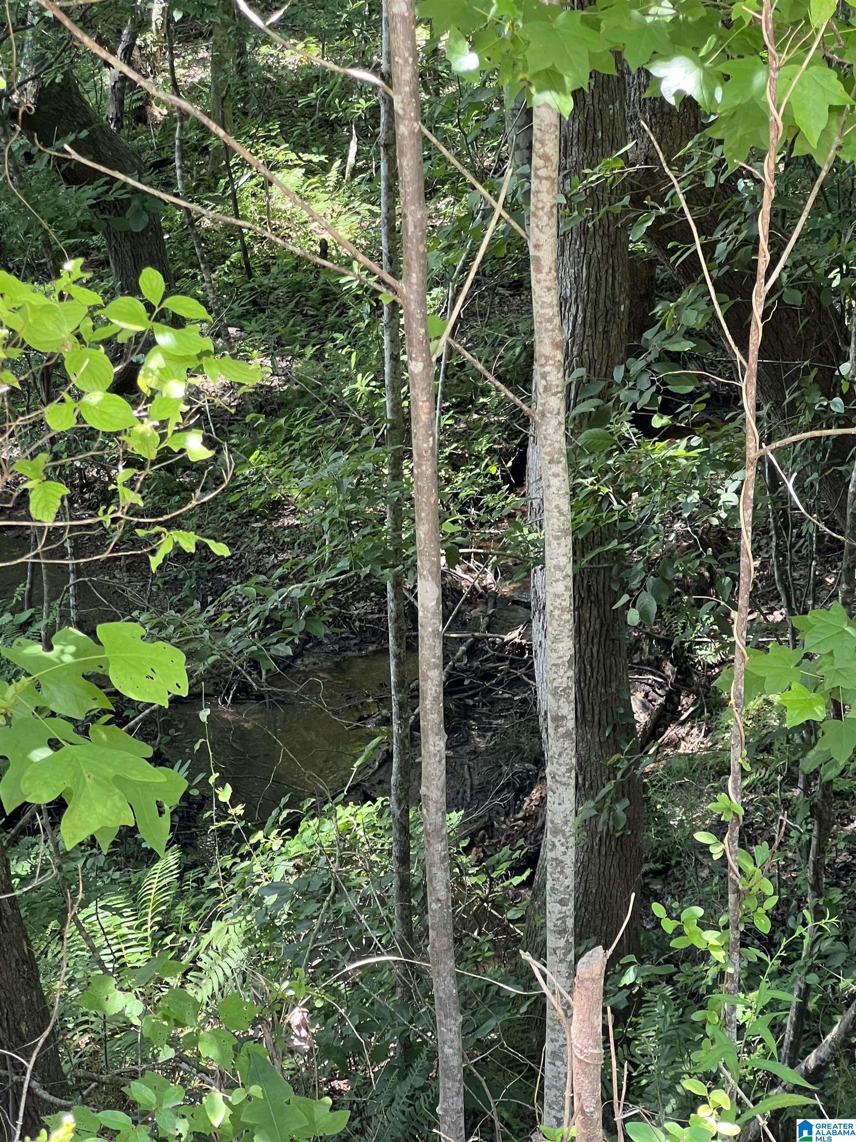 Lot40 County Road 214, Unit 40 Delta, AL 36258 - Photo 6 of 8