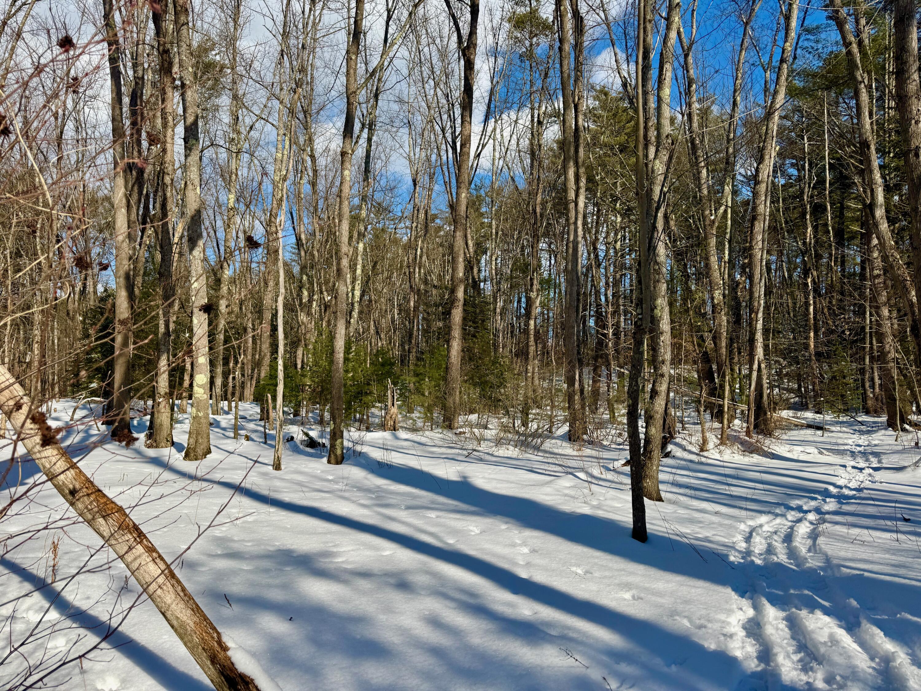 Tbd Swans Falls Road, Unit LOT A Fryeburg, ME 04037 - Photo 16 of 18 Showing some of the 20 acres in between