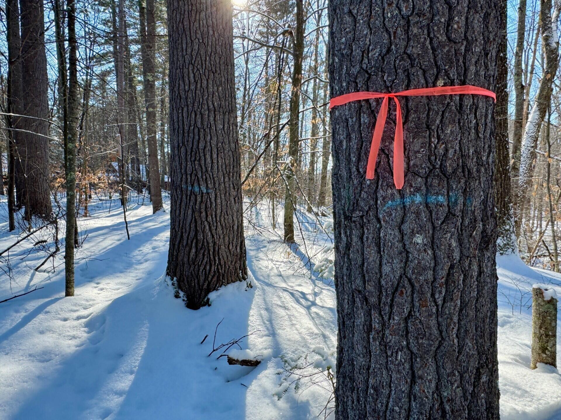 Tbd Swans Falls Road, Unit LOT A Fryeburg, ME 04037 - Photo 6 of 18 Lot A ignore blue marks. orange is a nic