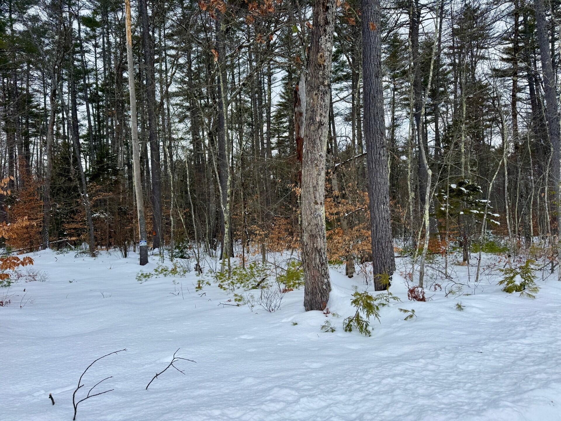 Tbd Swans Falls Road, Unit LOT A Fryeburg, ME 04037 - Photo 7 of 19 Lot A from left boundary of old farm rd