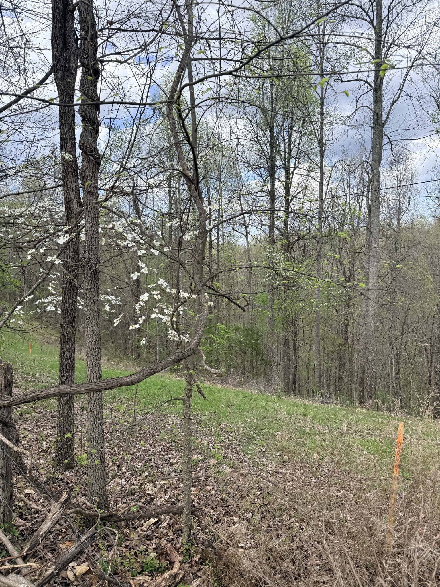 935 Sugar Tree Knob Road Liberty, TN 37095 - Photo 8 of 23