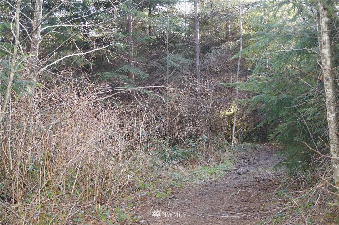 0 McGaughy Ridge Lane Elma, WA 98541 - Photo 6 of 10 Gallery Image 6