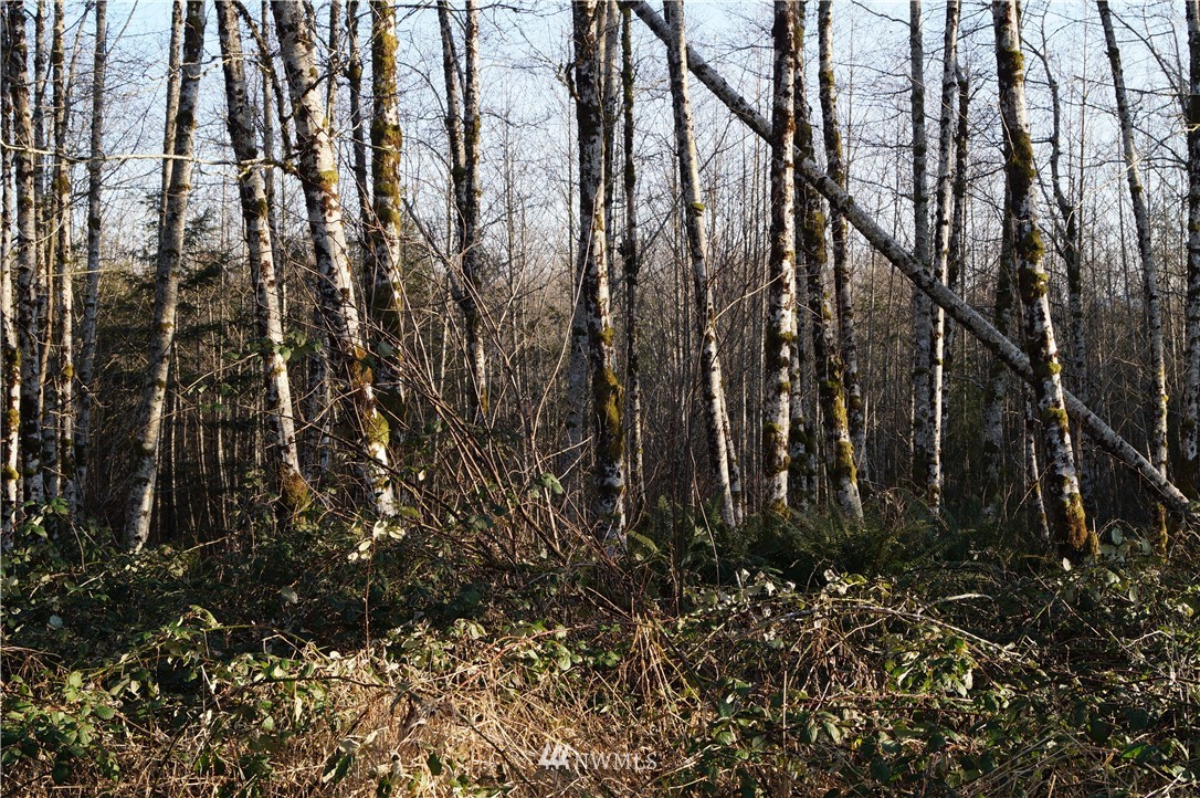 0 McGaughy Ridge Lane Elma, WA 98541 - Photo 10 of 10 Gallery Image 10