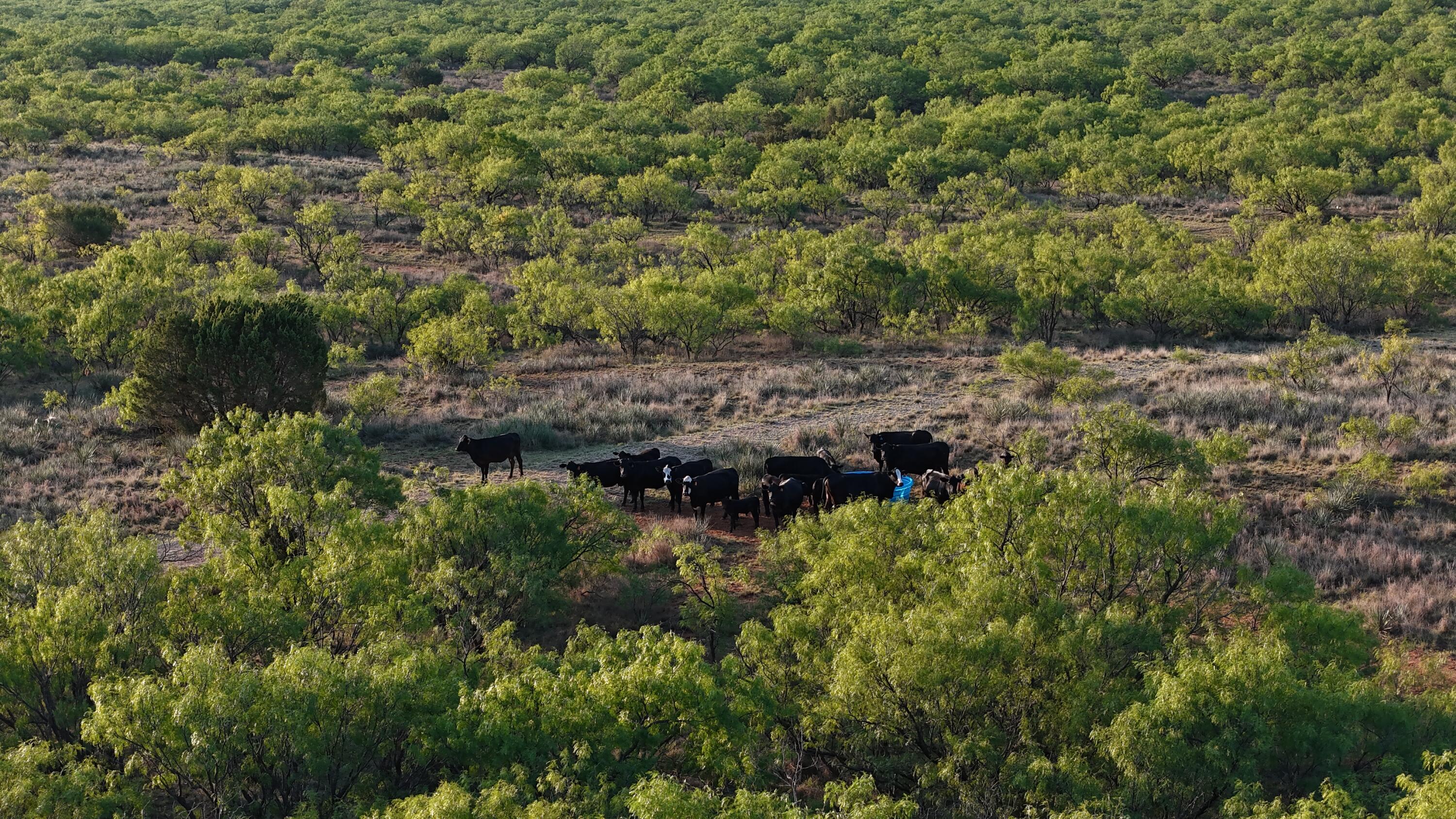 92 Texas Hamlin, TX 79520 - Photo 21 of 63 DJI_20260528073009_0100_D