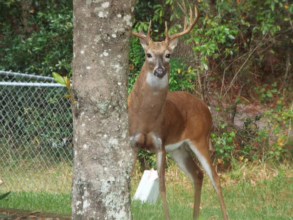 11536 Southwest 140th Loop Dunnellon, FL 34432 - Photo 72 of 75