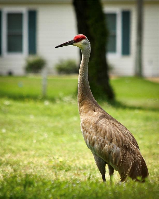 11536 Southwest 140th Loop Dunnellon, FL 34432 - Photo 75 of 75